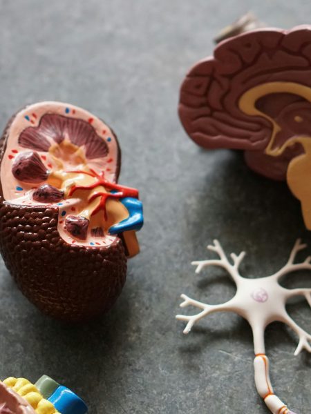 neurobiology-informed-online-counselling-uk